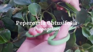 How To Propagate Peperomia From Leaf  Peperomia Obtusifolia Propagation [upl. by Marchese]