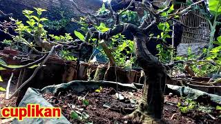 proses tahap lanjut membentuk gerak bonsai loa [upl. by Natanoy]