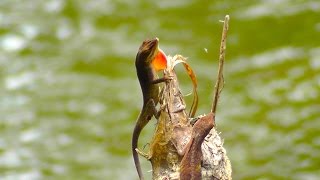 Green Anoles PostCoital Throat Fan Display [upl. by Hillard]