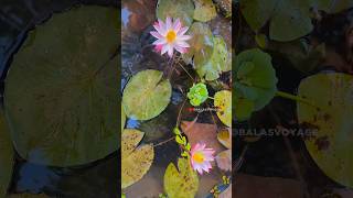 எல்லாமே போச்சி ☹️ my sad story  guppies molly  balasvoyage [upl. by Murat532]