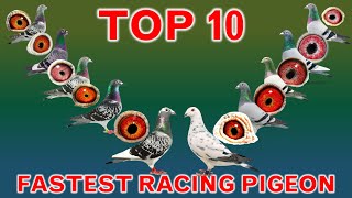 Top 10 Fastest Racing Pigeons in the World [upl. by Englebert]