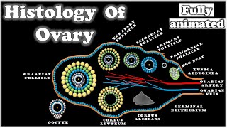 Histology of ovaryFULLY ANIMATEDStructureSection Of Ovary class 12Sanjay Lad sir Wadia college [upl. by Bak]