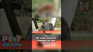 Kan Jij Ook Trommelen zoals een Gorilla  youtubecreatorcommunity [upl. by Adnawyek]