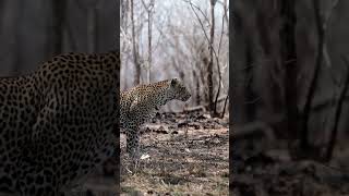 Stealth in the Smoke Leopard Navigates the Misty Burnt Bush of Kruger wildlife naturelovers [upl. by Donough799]