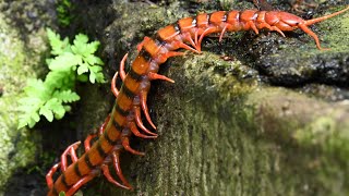 Centipedes and Millipedes Can You Tell Them Apart  With Relaxing Music  Peaceful Mind [upl. by Nujra949]