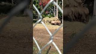 Elk at the city Park in Gaylord Michigan [upl. by Nwahsd]