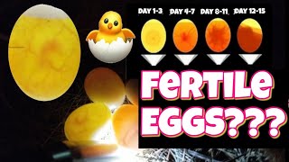 How to check if an egg is fertile and development stages egg candling [upl. by Etat]