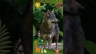 🐺Why do wolf eyes glow in the dark👀 [upl. by Sibylle]