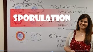 Endospore Formation Sporulation [upl. by Jessabell]