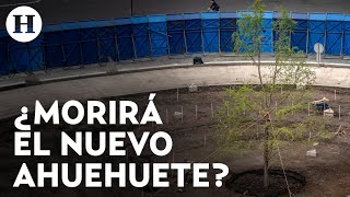 ¡Árbol no se adapta Segundo ahuehuete de Reforma también se está secando [upl. by Gowon]