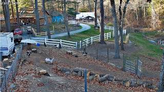 Goldys Yard 315pm Karl outside Equine roaming Goaties paddock 1192024 [upl. by Eneroc]