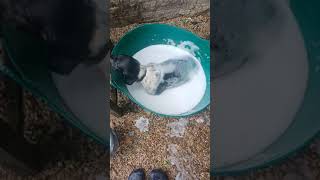 English Springer Spaniel puppy having a bath [upl. by Gombach]