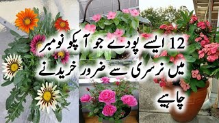 12 Best Flowering plants To Buy In NovemberWinter Flowering plants To GrowPermanent flowers plant [upl. by Silin982]