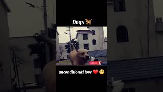 intha dog enna  Viral shorts viralvideo video dog subscribe trending viral youtube [upl. by Arinayed]