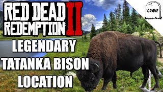 Legendary Tatanka Bison Location Red Dead Redemption 2 [upl. by Yrrak]