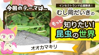 「オオカマキリ」ってすごい！【9限目むし岡だいきのもっと知りたい昆虫の世界】 [upl. by Eiryk]