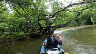 Smallmouth Fishing the Legendary Elkhorn Creek [upl. by Assiar502]