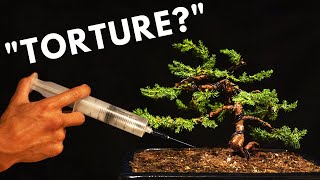 The Biology Behind Bonsai Trees [upl. by Enamrahc662]