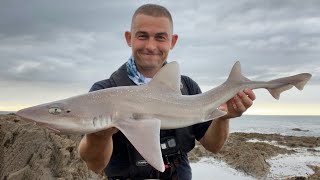 Shore Fishing UK  NONSTOP ACTION  My best shore fishing in years  The Fish Locker [upl. by Feil285]