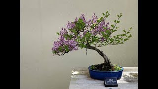 Syringa Penda BLOOMERANG Bonsai [upl. by Som733]