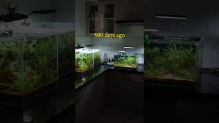 500 days tank update🌿 plants aquarium aquascaping shorts fyp fishtank fish [upl. by Mandel473]