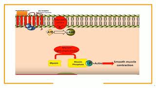 Formoterol Mechanism of Action [upl. by Brigitta]