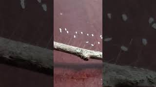 Backyard bug hunt  green lacewing eggs [upl. by Guillema]