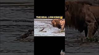 Poor lion cub and lion king revenge wildanimals lion animal youtubeshorts [upl. by Aldrich]