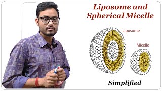 Liposome and Spherical Micelle  Cell Biology [upl. by Horwitz]