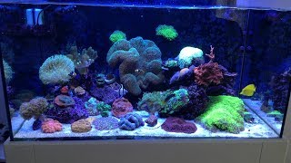 Deniz Akvaryumu Reef Aquarium Salt Water [upl. by Keram5]