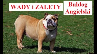 Buldog Angielski  Wady i Zalety [upl. by Esertap]