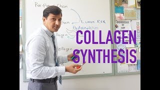 Collagen Synthesis [upl. by Lraep692]