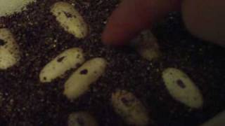 Leopard gecko laid 3 eggs [upl. by Aihsak]