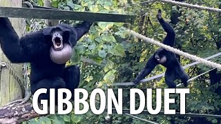 Pair of Siamang Gibbons singing a duet at Howletts zoo [upl. by Ednalrym94]