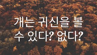 개고양이가 귀신을 발견한 5가지 징후 [upl. by Enelym]