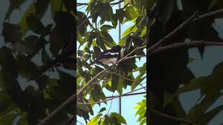 Oriental Magpie  Robin [upl. by Seamus134]