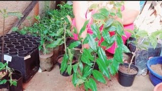 How to Plant Pereskia Aculeata in Pots [upl. by Nnyleuqaj]