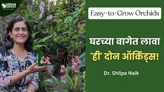 घरच्या बागेत लावा ही दोन ऑर्किड्स  Easy perennial Orchids to grow in home garden [upl. by Goran309]