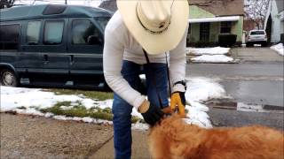 Using the SafeCalm Dog Training Collar on Dominant or Difficult Dogs  Dog Whisperer BCHUCK MCDBRIDE [upl. by Williamsen]