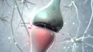 Visualization of the endocannabinoid signaling system [upl. by Eylk]