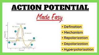 Action Potential Depolarization Repolarization Refractory Period Physiology Made Easy [upl. by Ynnav]