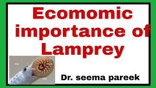 economic importance of LampreypetromyzonAmmocoet larva [upl. by Zasuwa]