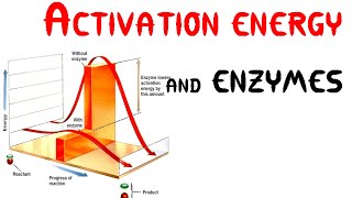 Activation energy and Enzymes Animation [upl. by Niotna]