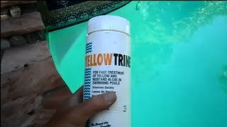 Yellowtrine Algae Treatment [upl. by Ormiston]