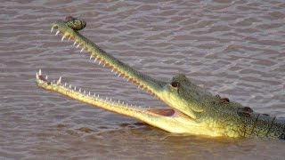 Last Chance for Gharial  Gharial Ecology Project Chambal [upl. by Ative]