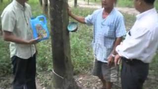 Bio Fertilizer for Rubber Trees in Thailand [upl. by Alleinnad]