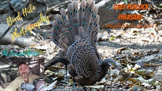 Amazing Birds of Thailand  The Grey Peacockpheasant Polyplectron bicalcaratum  Kaeng Krachan [upl. by Nnylirret]