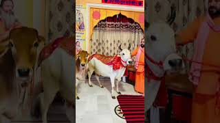 Rab Mera Satguru bankeSwami Anmolka Nand Ji Maharaj shortsDhan Dhan Satguru Bhuriwale Maharaj Ji [upl. by Harley]