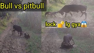 Bull vs pitbull 😱  fight ho gi🔥 [upl. by Elicul370]