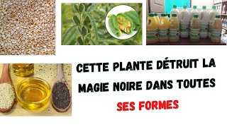 Cette plante détruit la magie noire dans toutes ses formesLa magie des plantes médicinale Africaine [upl. by Perle778]